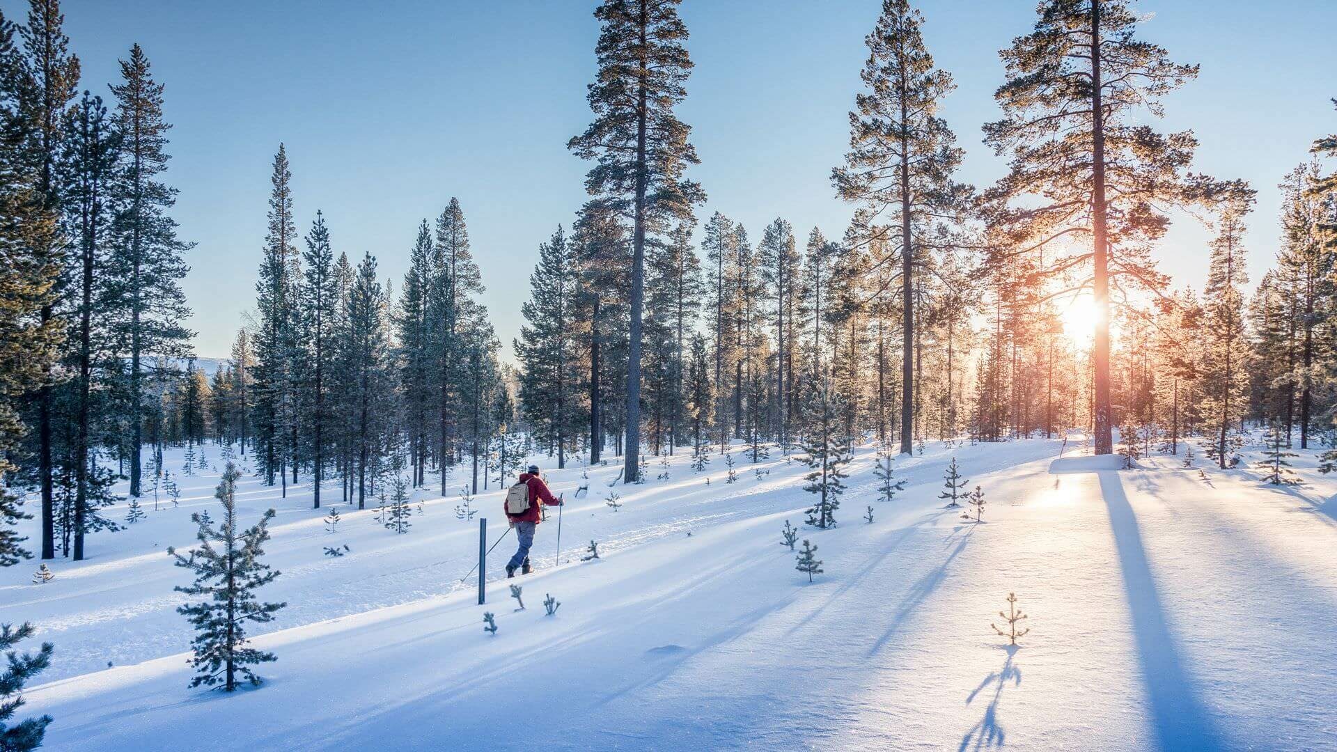 Personne faisant du ski de fond entre les sapins au soleil couchant