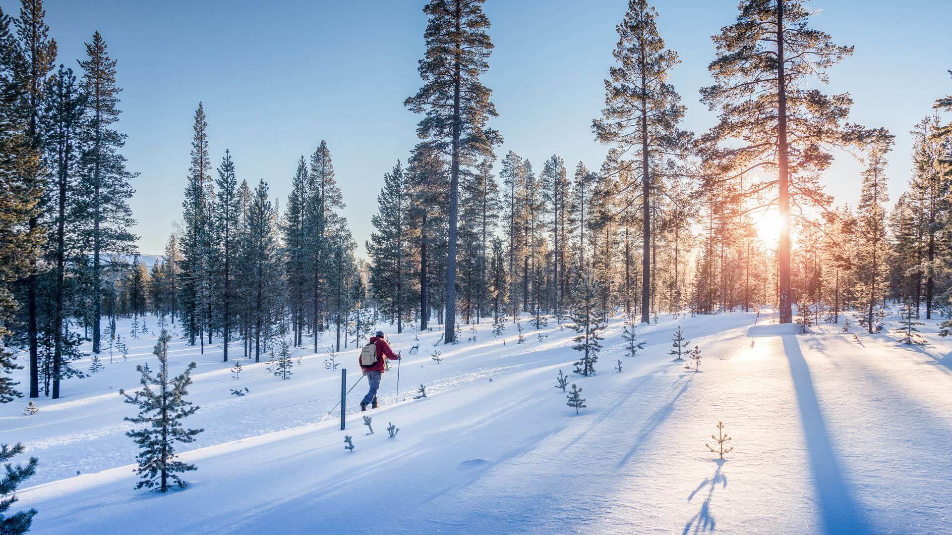 Skier between the trees in front of the sunset