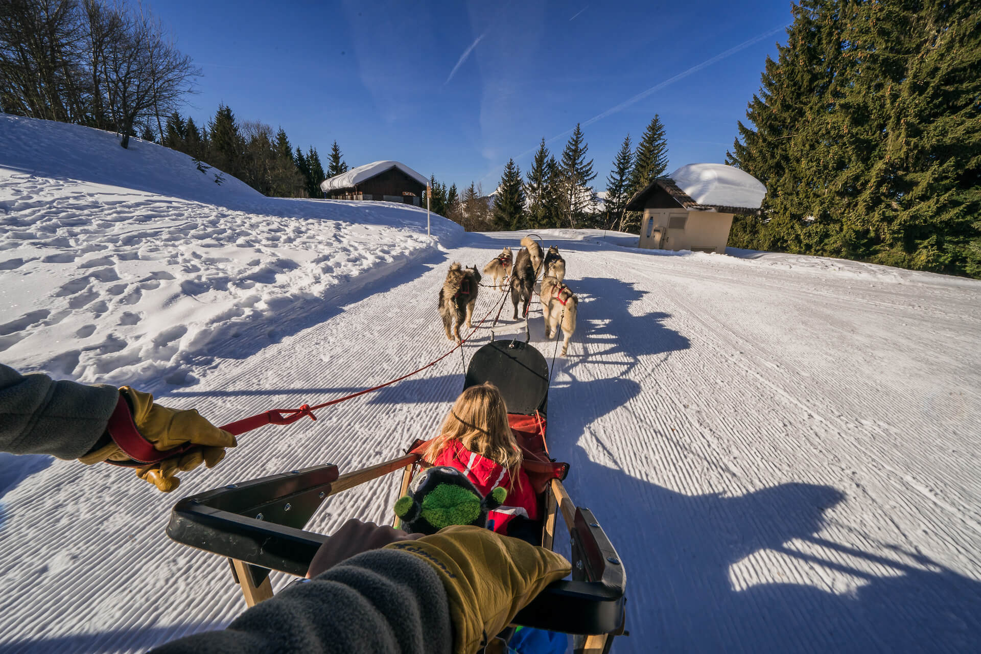 Nordic Sled Dog Chien De Traineau Les Gets