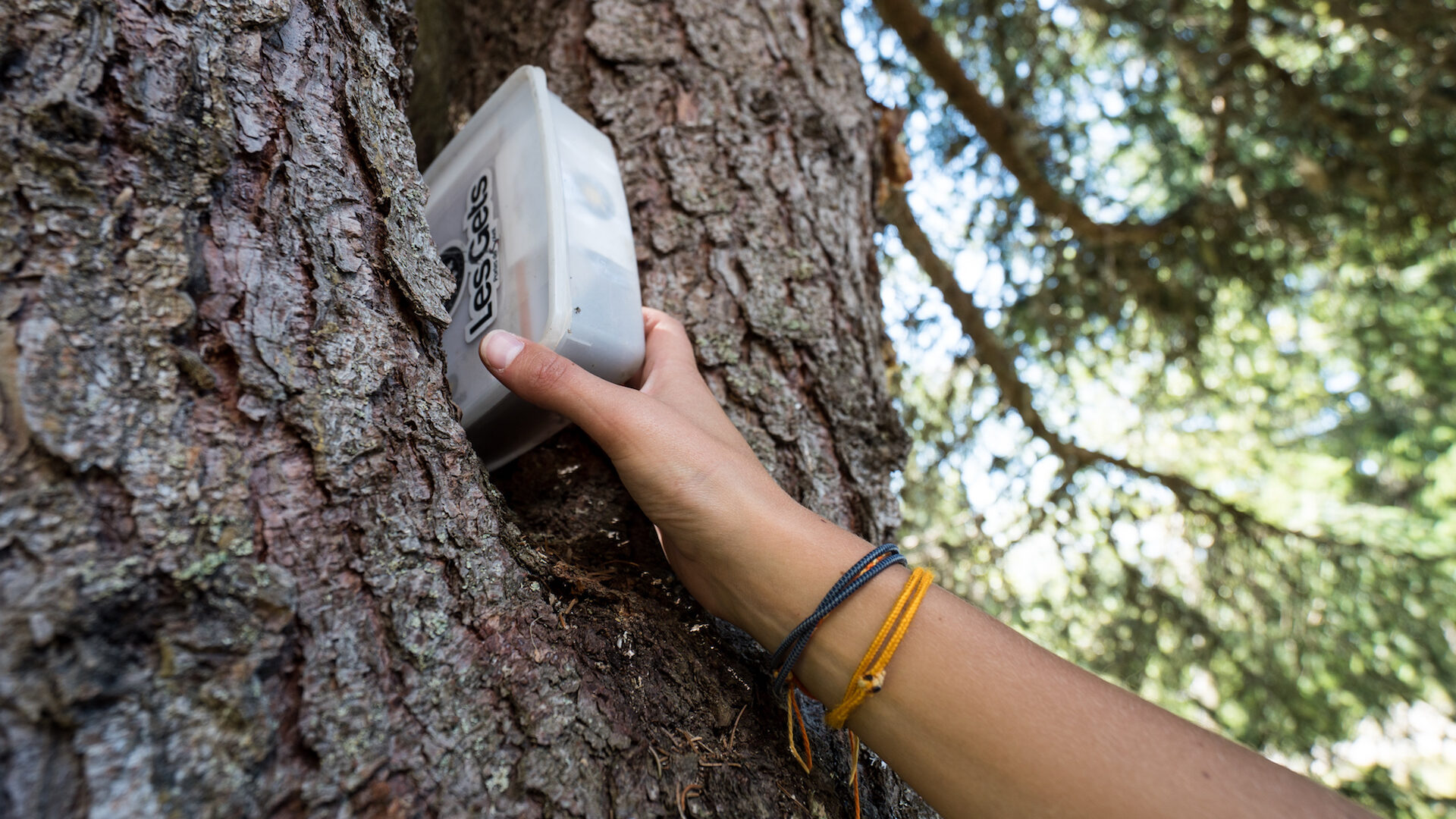 Main attrapant une boite cachée dans un arbre