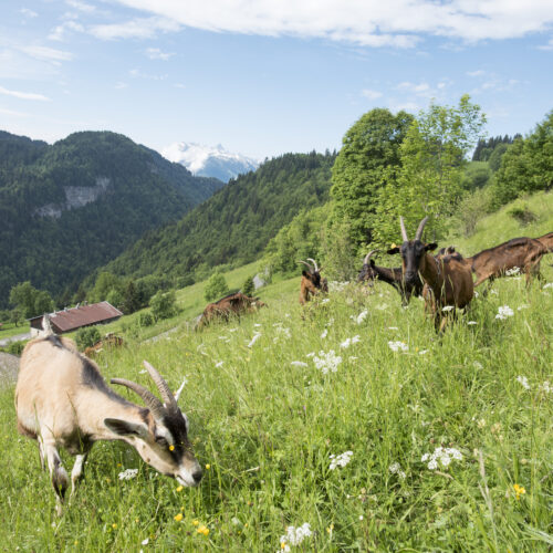 Chèvres broutant dans une prairie en été face à la montagne