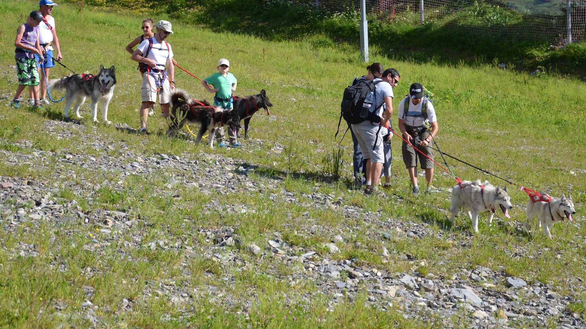 Groupe faisant une balade en été arnachés à des chiens