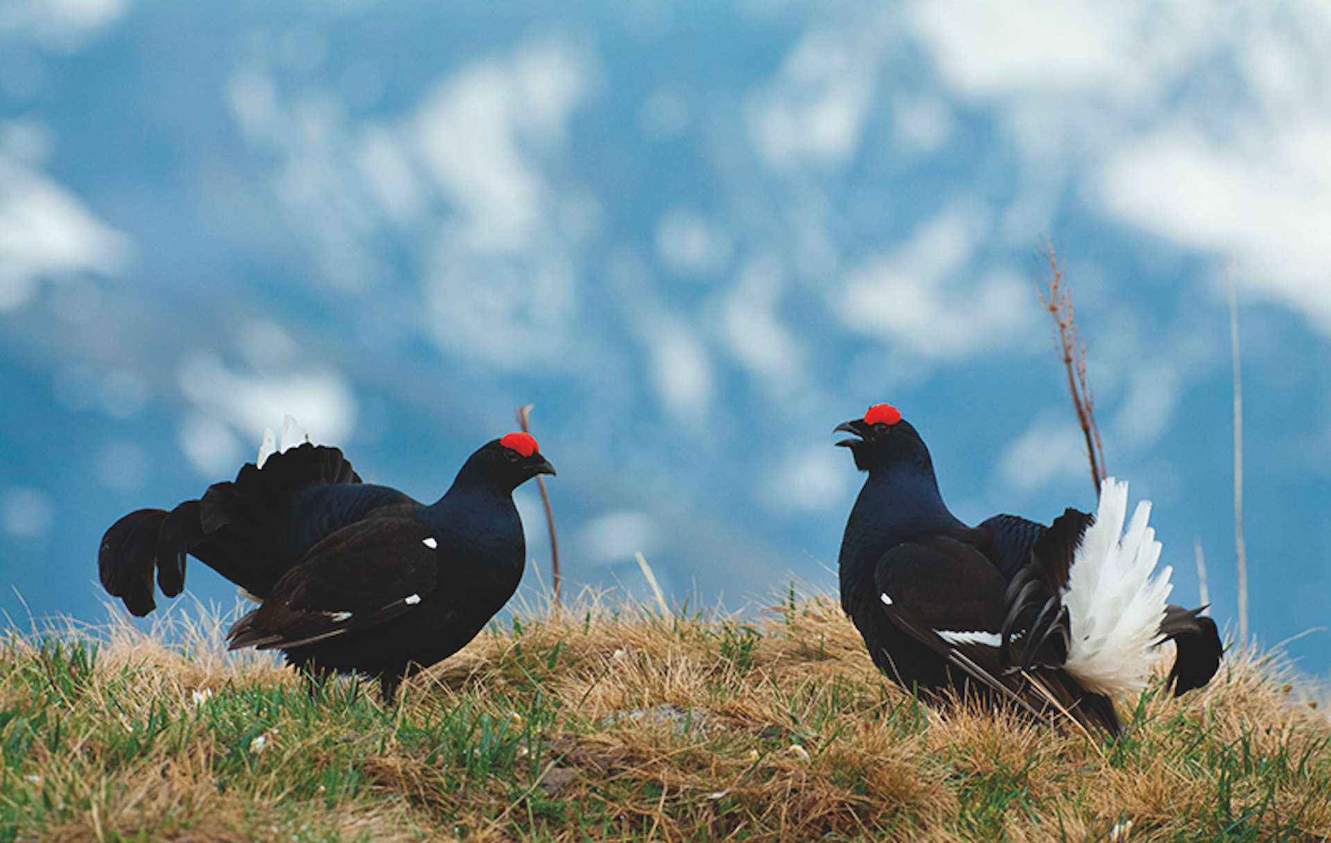 THE  GROUSE & THE BLACK GROUSE セット Protection of the Black Grouse an emblematic bird of the Alps