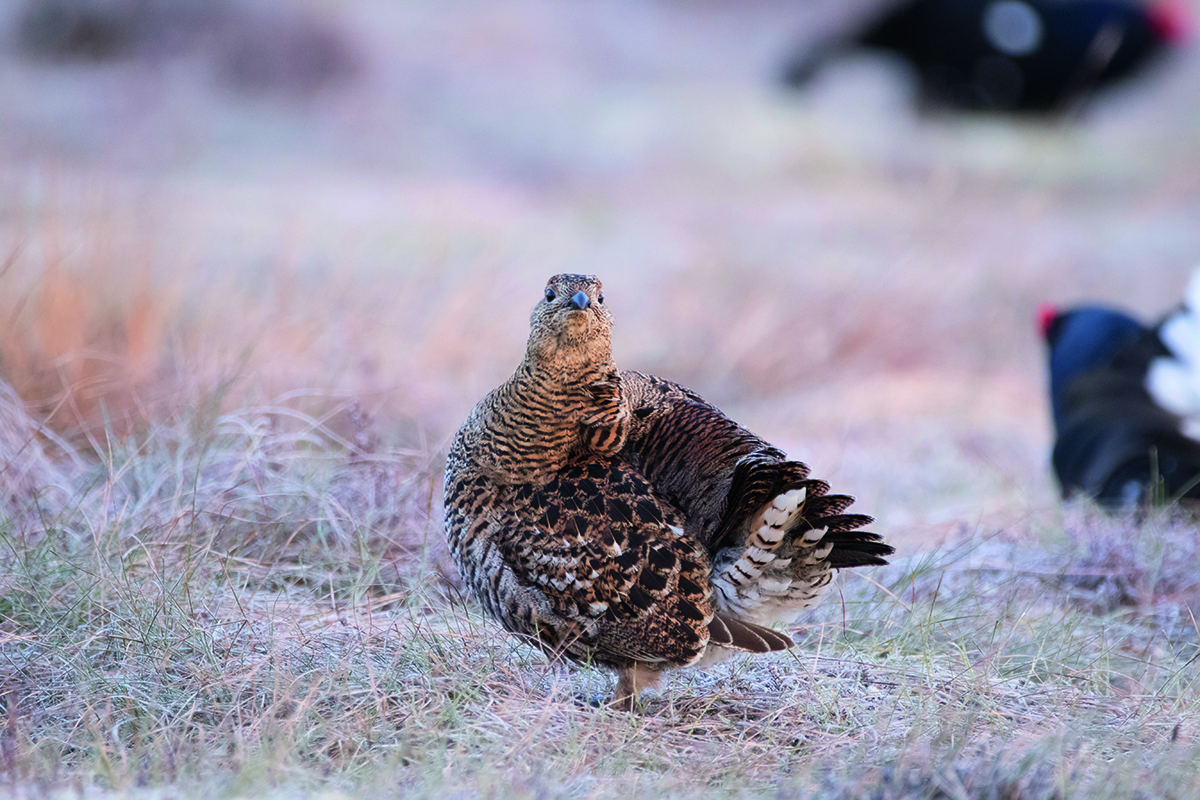 oiseau marron au sol