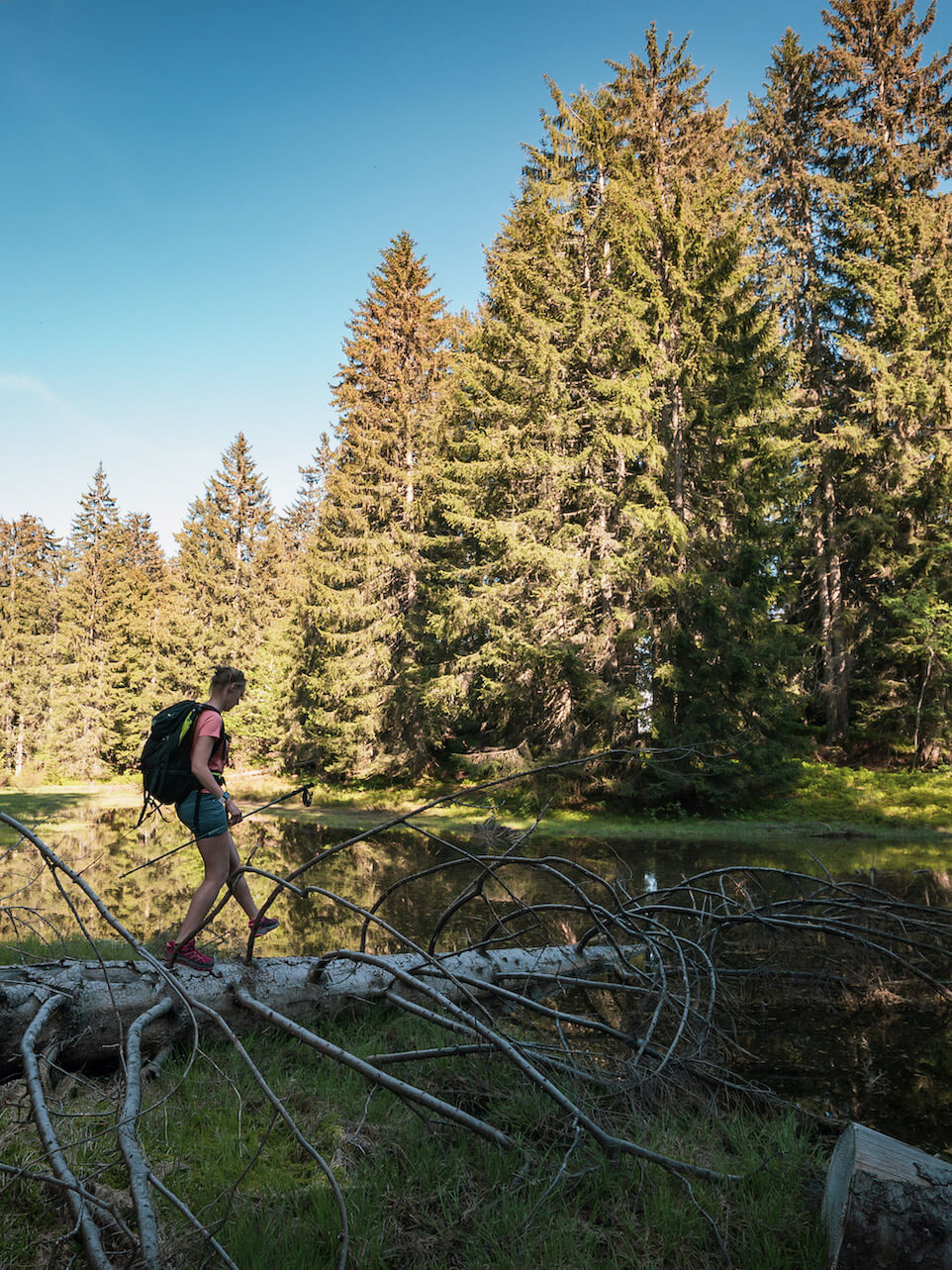 randonnée dans les bois en été aux Gets