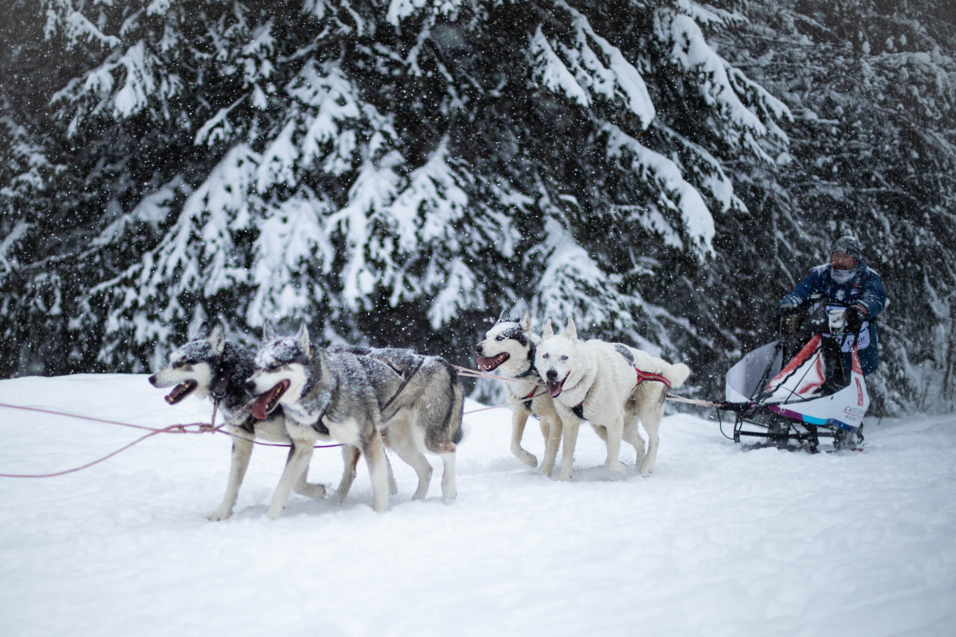 Nordic Sled Dog Chien De Traineau Les Gets La Grande Odyssée : portraits croisés de mushers passionnés - Les Gets