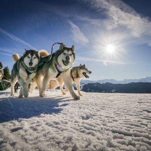 Musher et ses chiens en hiver en pleine course