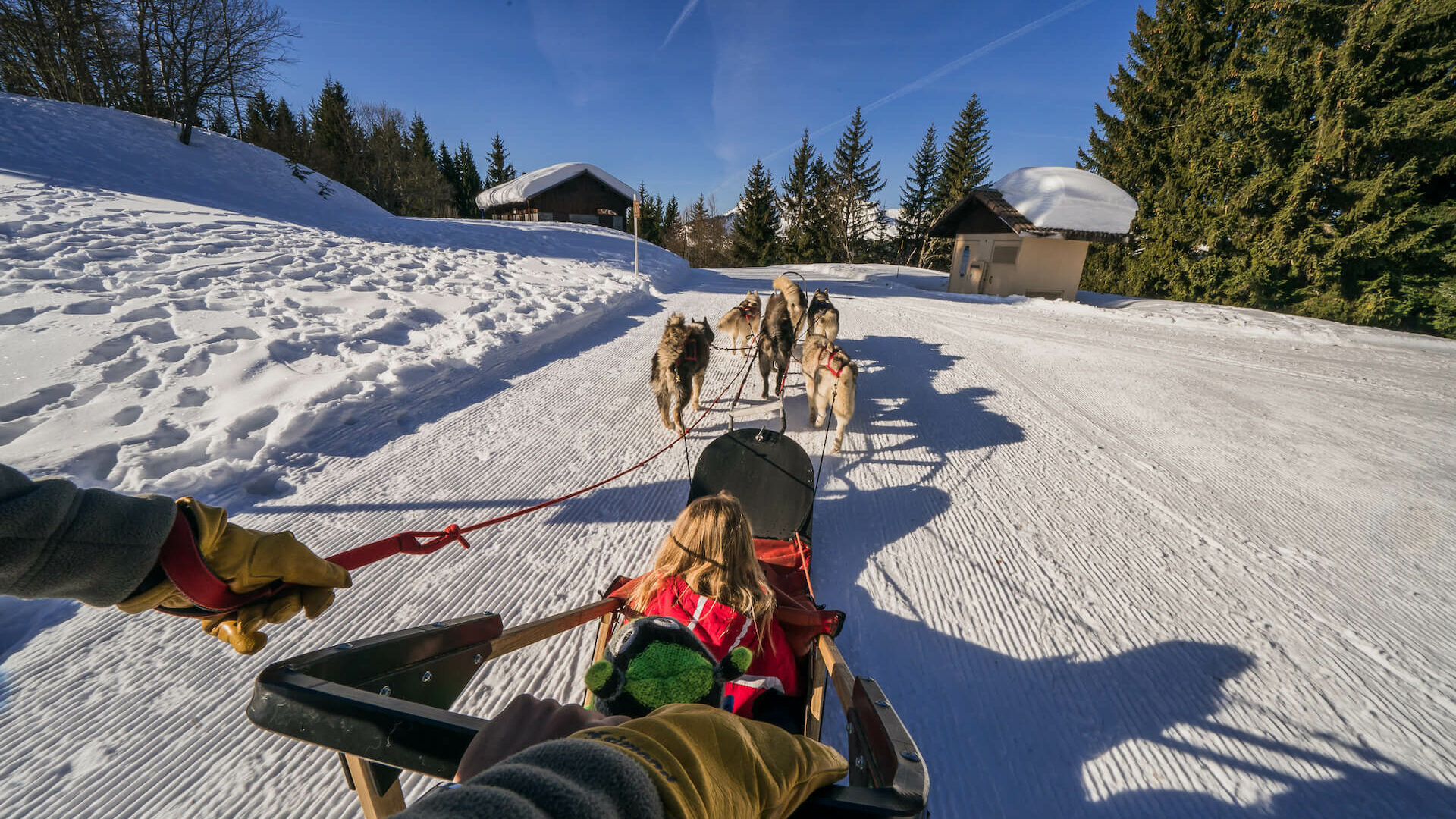 Balade d'enfants en chiens de traîneau