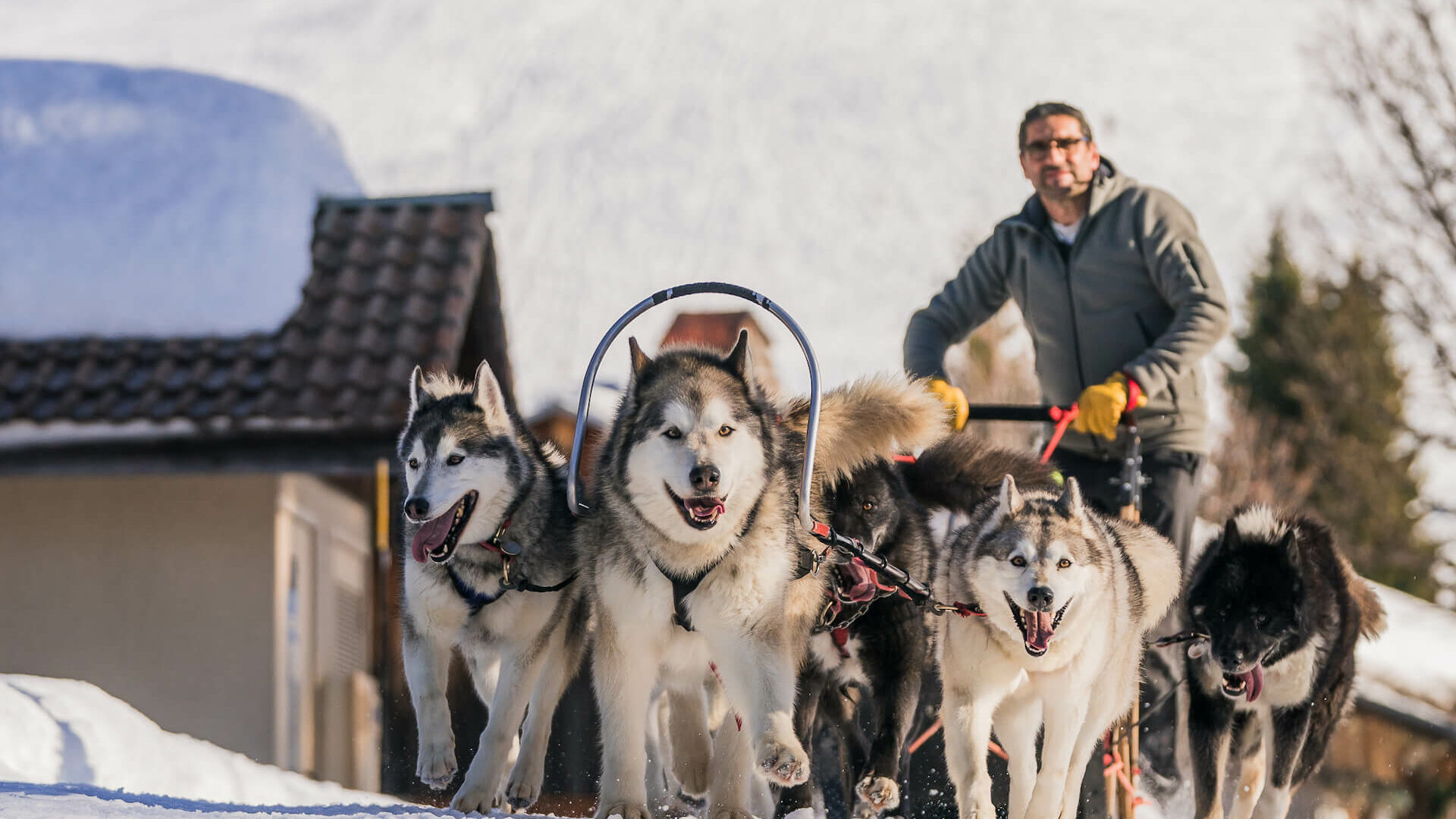 Musher avec ses chiens de traîneau en pleine course