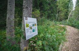 Chemin de forêt et panneau explicatif Géopark Chablais