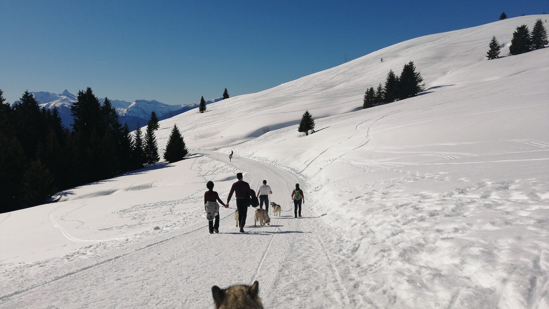 Groupe faisant une balade à pied en hiver arnachés à des chiens