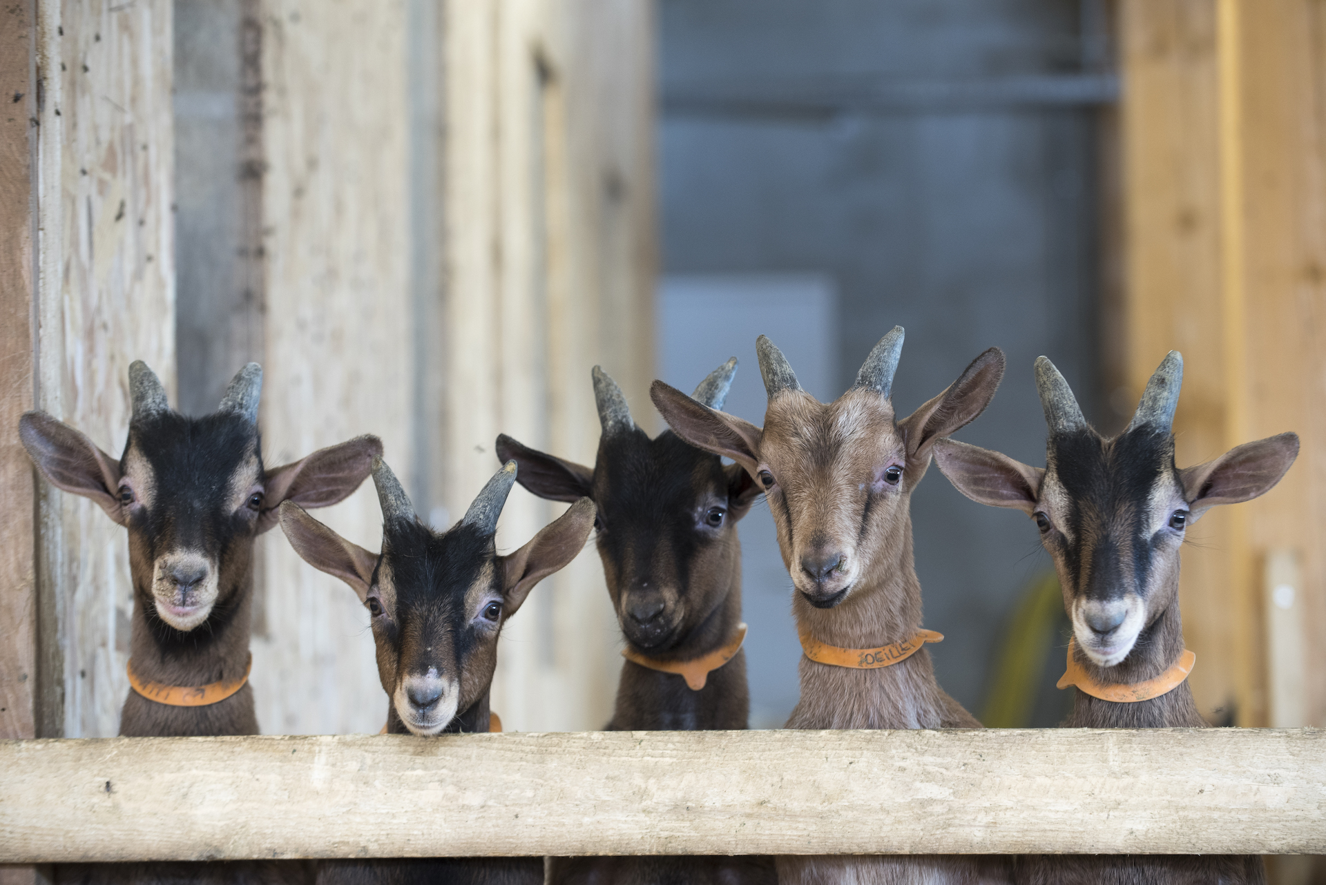 Tête de cinq petites chèvres dépassant de leur enclos