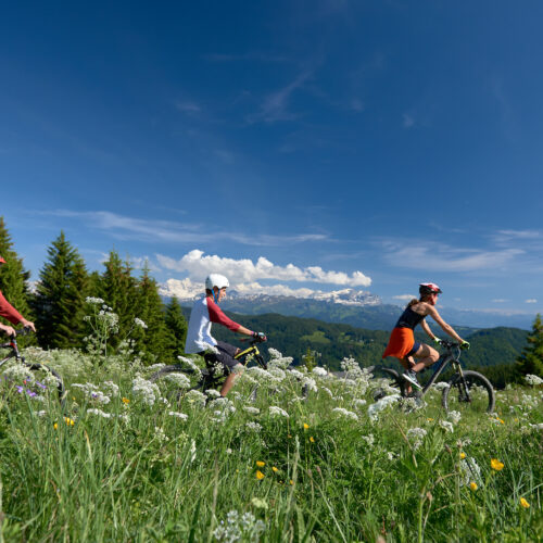 Famille faisant du vélo dans la nature en été