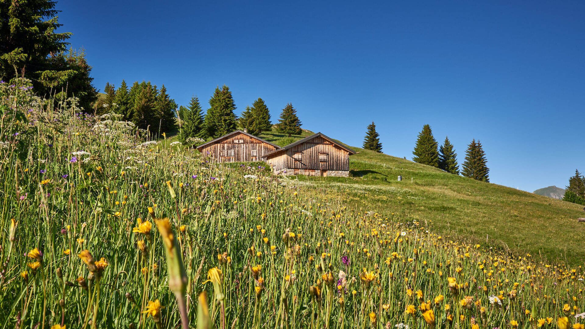 Mountain landscape in summer with wild flowers and chalets