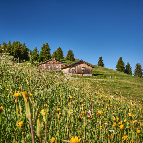 Paysage montagne en été avec fleurs sauvages et chalets