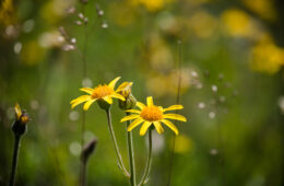 Arnica, a plant with multiple virtues