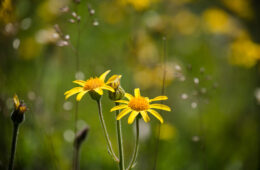 L’arnica, une plante aux multiples vertus