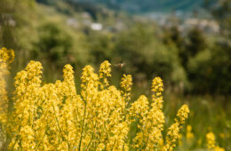 Prévisions météo 15 jours