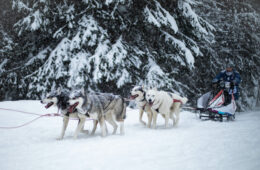 La Grande Odyssée : portraits croisés de mushers passionnés