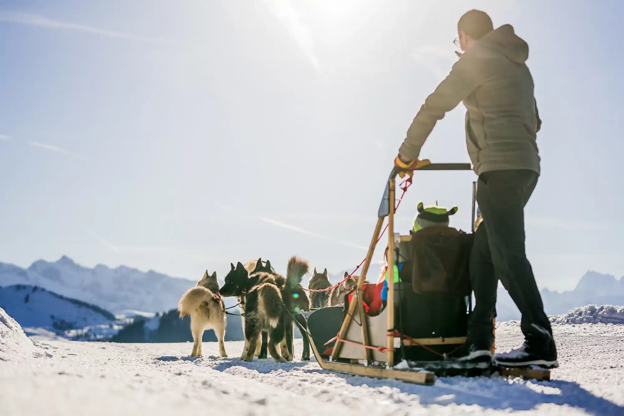 chien-traineau-les-gets