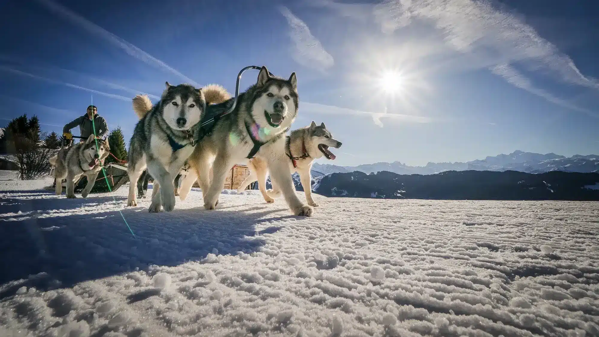 chien-traineau-les-gets