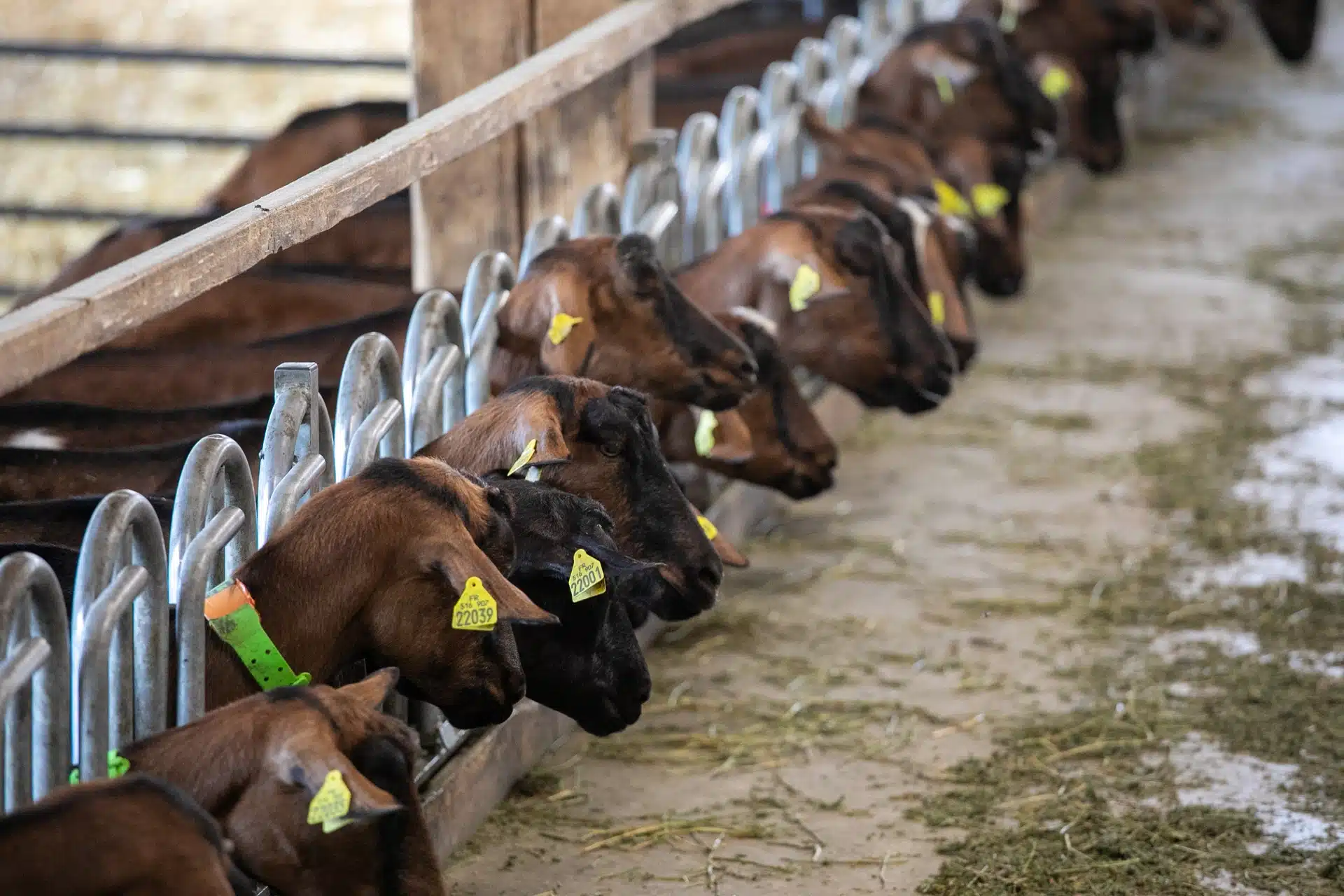 chevrerie-des-felires